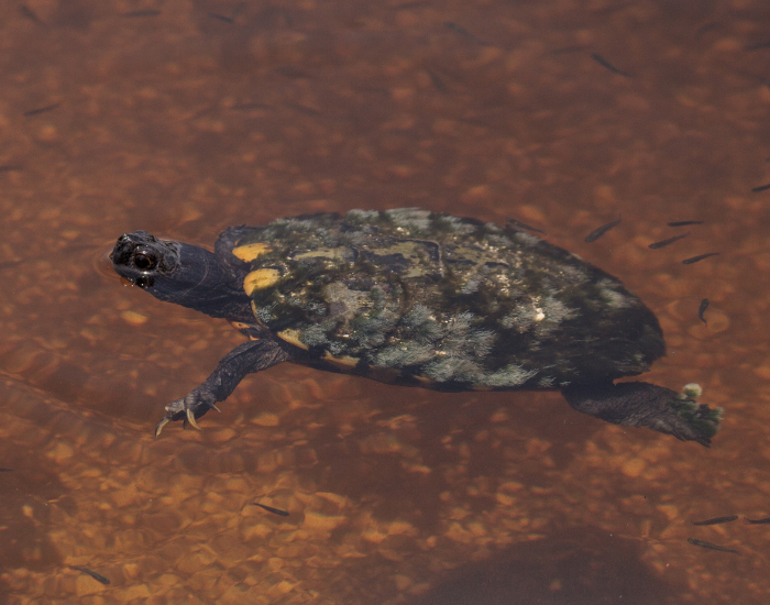 a Mangrove Diamondback Terrapin swimming on a shallow pond