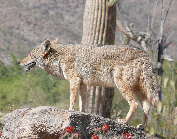 Mearns' coyote on top of a rock in the desert during a sunny bright day