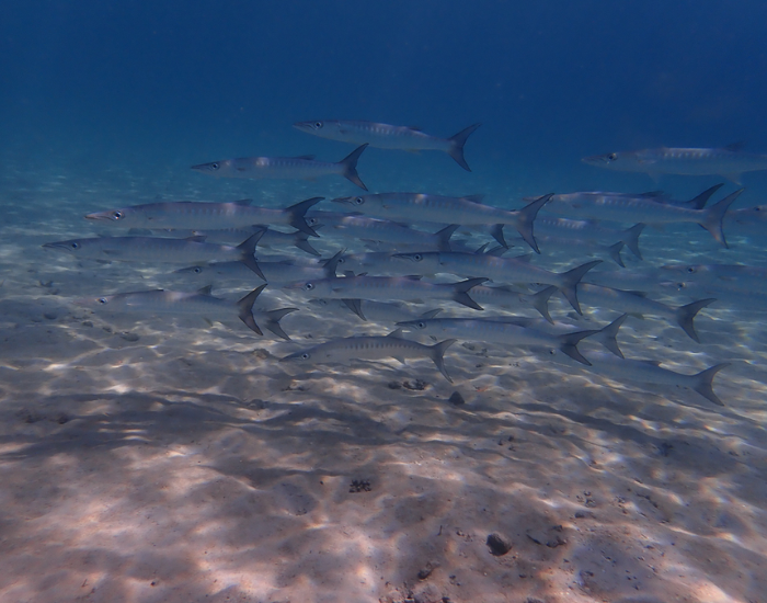 Mexican barracuda swimming near a sandy ocean floor