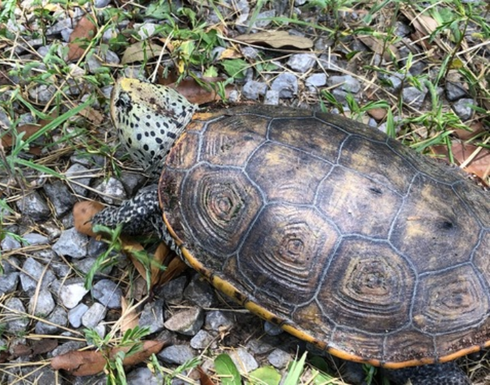 close up of a Mississippi Diamondback Terrapin on the ground
