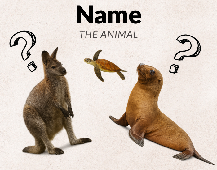 Name the animal quiz: a kangaroo, a sea lion and a turtle