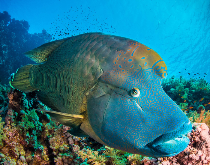 close up of a Napoleon Wrasse swimming toward the camera next to a coral