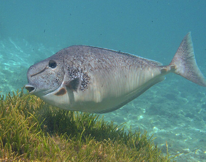 a Humpnose Unicornfish