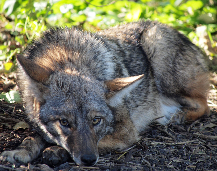 a John Picken layin on grass