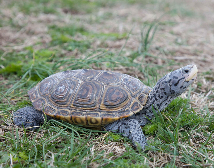 a Northern Diamondback Terrapin standing on grass