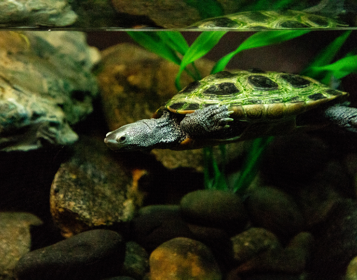 a Northern Diamondback Terrapin underwater