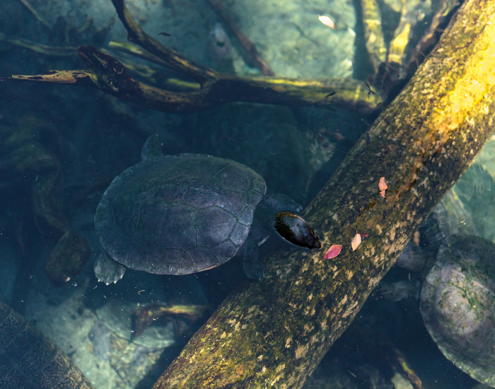 a Northern River Terrapin on a pond