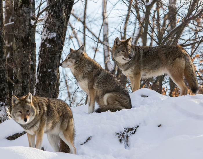 thre coyotes in a snowy forest