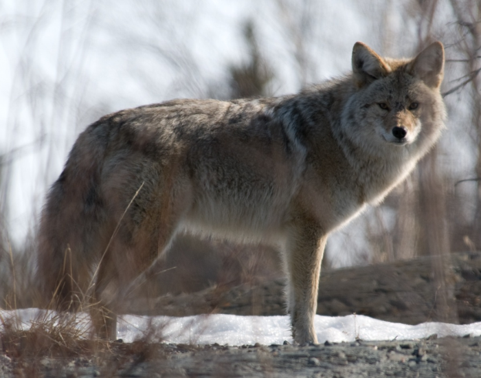 a northern coyote close up in its natural environment