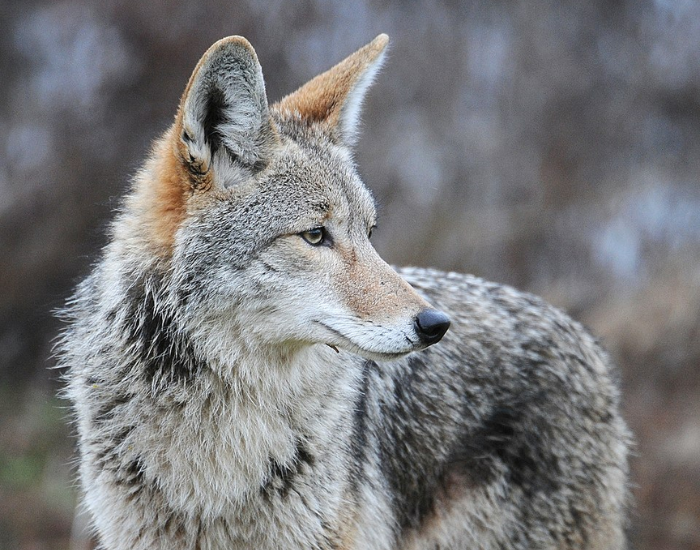 close up of a Northwest Coast Coyote looking to the right