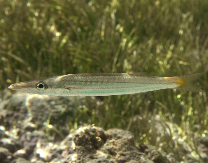 Obtuse barracuda swimming near the sea floor rocks and algae