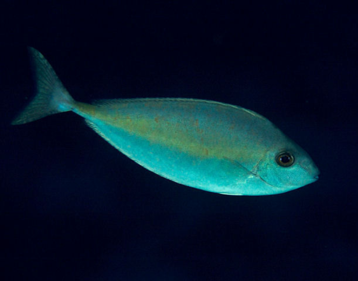 a Oneknife Unicornfish floating with a dark background