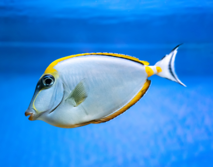 underwater photo of a Orangespine Unicornfish in clear crystal water