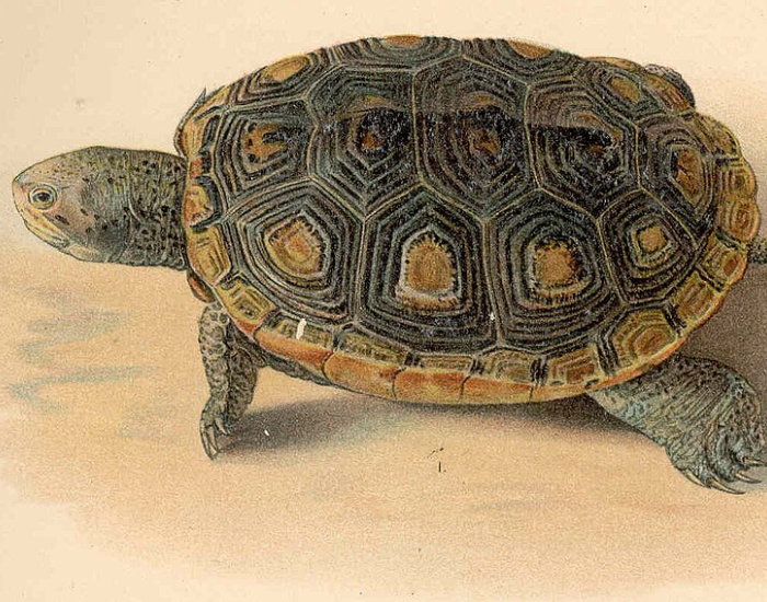 a illustration of an Ornate Diamondback Terrapin