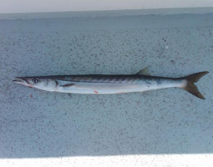 Side profile of a pacific barracuda fish swimming underwater
