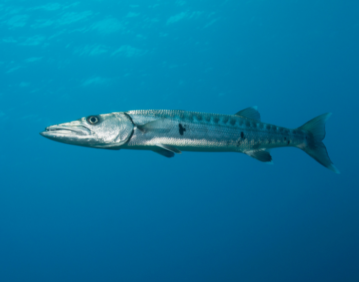 a Pacific Barracuda swimming underwater photo