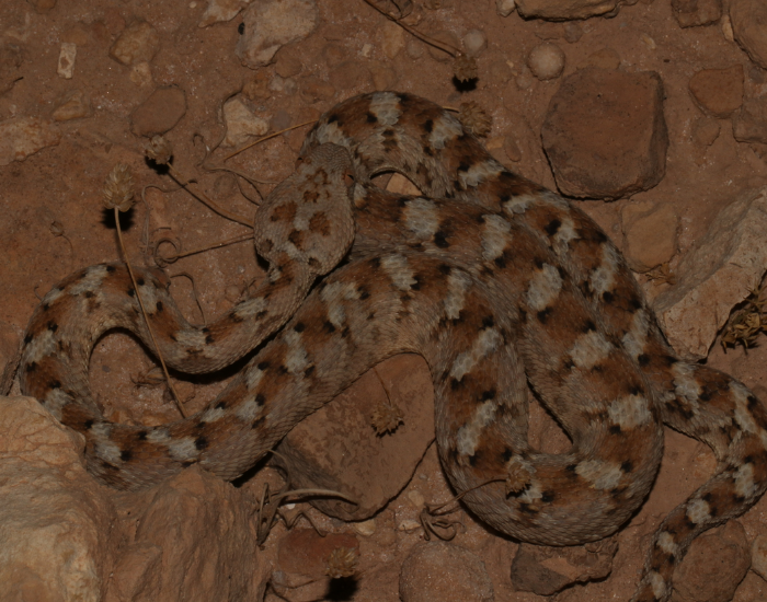 a Painted Saw-Scaled Viper in the wild coiled on the ground