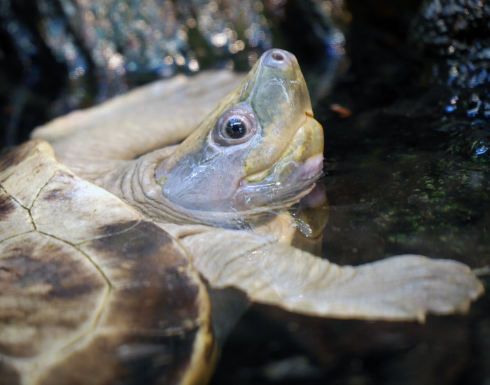 A painted Terrapin close up coming out of a pond