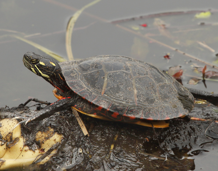  a Painted Turtle on top of a rock on a pond