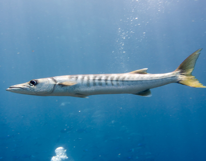 Pickhandle barracuda showing distinct dark body stripes swimming solo
