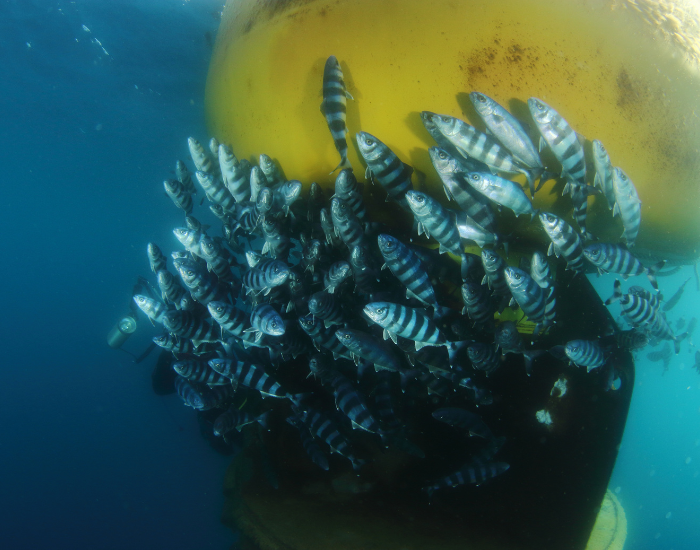 a group of pilot fish in the mediterranean sea