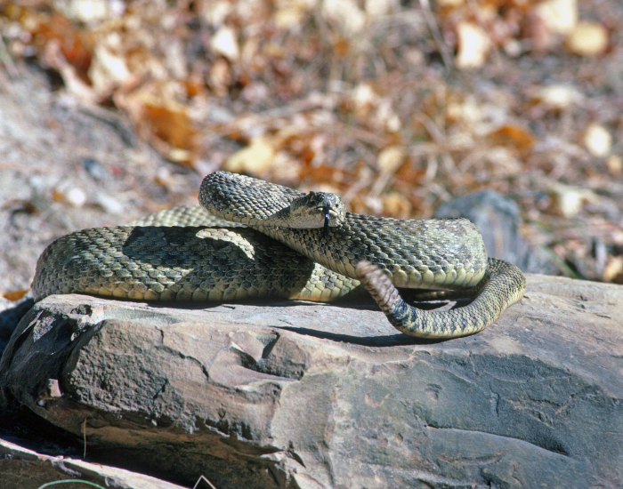 A Prairie Rattlesnake resting on a large, flat gray rock with autumn leaves blurred in the background, showing its greenish-brown scales, slightly raised head, and flicking dark tongue.