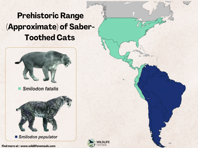 An educational map titled "Prehistoric Range (Approximate) of Saber-Toothed Cats" showing the geographic distribution of two Smilodon species across the Americas. A light green region covers North America and parts of Central America for Smilodon fatalis, while a dark blue region covers most of South America for Smilodon populator. Side-by-side illustrations depict the distinct coat patterns and builds of both species next to a color-coded key.