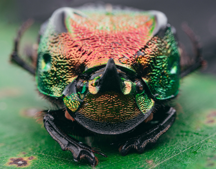 Rainbow scarab (Phanaeus vindex), a metallic green and copper dung beetle with a curved horn