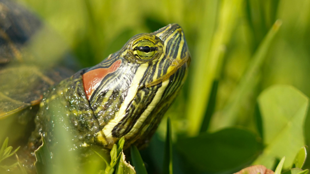 close up of a Red-Eared Slider  head among vegetation