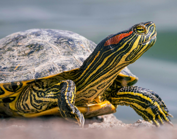 a Red-Eared Slider close up of the head