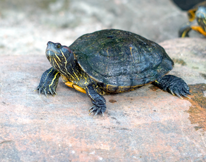 a Red-Eared Slider with its head up