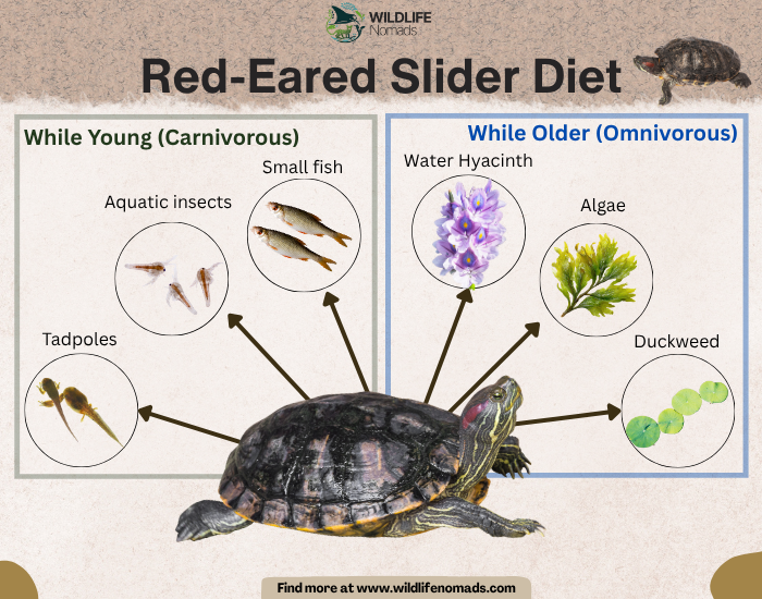 A dietary guide infographic titled 'Red-Eared Slider Diet'. It features a split chart showing a carnivorous juvenile diet on the left (tadpoles, insects, small fish) and an omnivorous adult diet on the right (water hyacinth, algae, duckweed), with a red-eared slider turtle at the center.