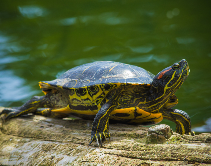 a red eared slider basking with a pond in the background