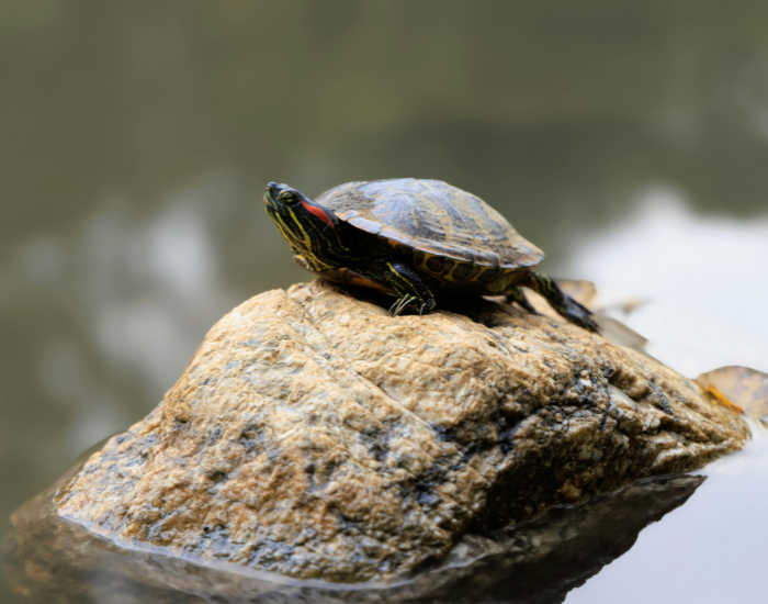 a red eared slider turtle laying on a rock