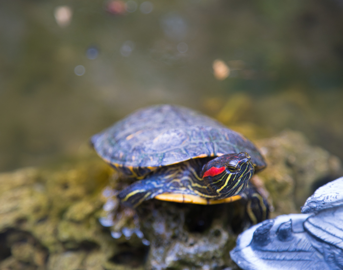 a Red-Eared Slider next to a  pond