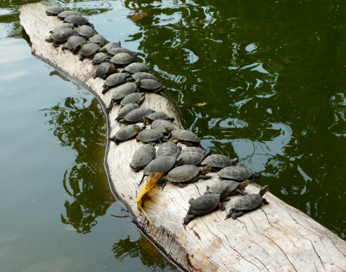 GROUP OF Red-Eared Slider TURTLES BASKING AND LAYING OVER A BIG FALLEN LOG IN A POND