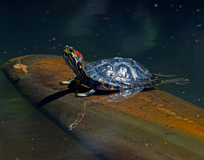 a red eared slider laying on wood floating in a pond