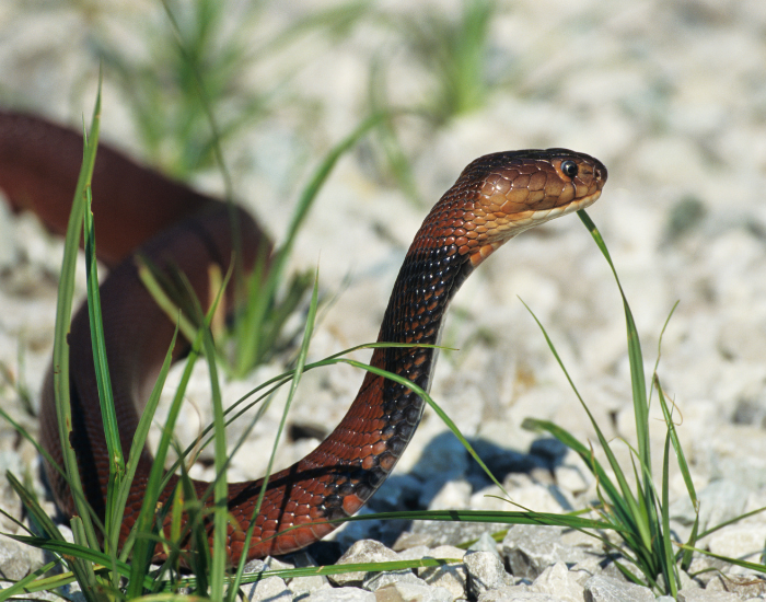 Red Spitting Cobra in its natural environment laying on rocks and some grass