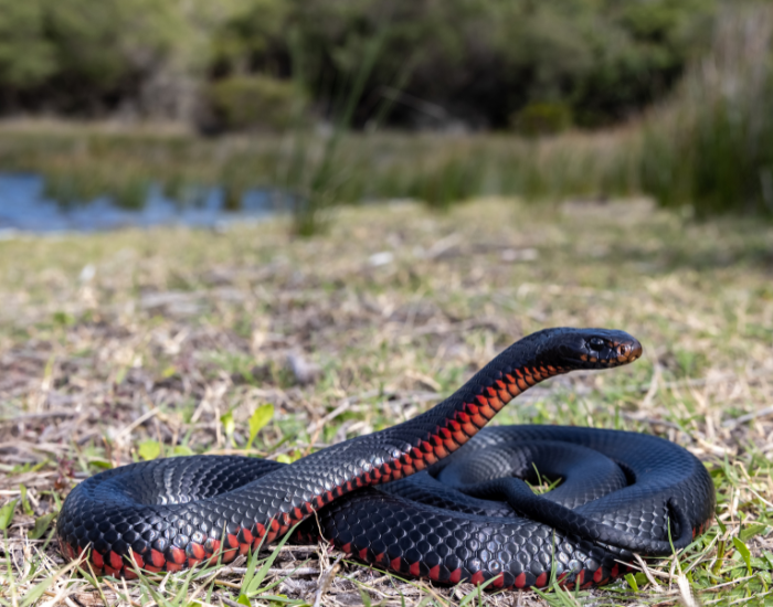 a Red-bellied Black Snake on the ground