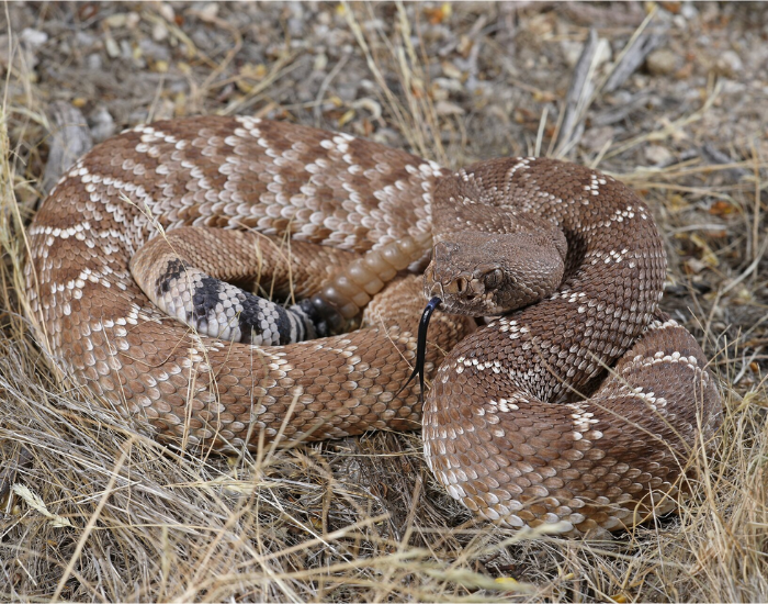 A Red Diamond Rattlesnake coiled closely in dry grass, highlighting its dusty brick-red scales with faded diamond patterns, a prominent tan rattle, and a black-and-white banded tail.