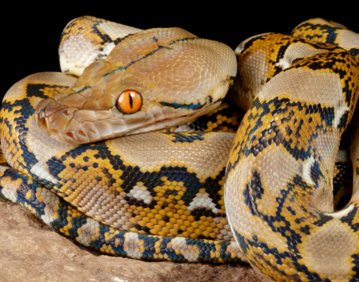 close up of a Reticulated Python