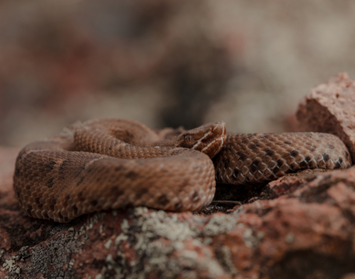 A close-up of a small, brown Ridge-nosed Rattlesnake coiled on a reddish, lichen-covered rock, focusing on its distinctive facial profile with a upturned snout ridge and white facial stripes.