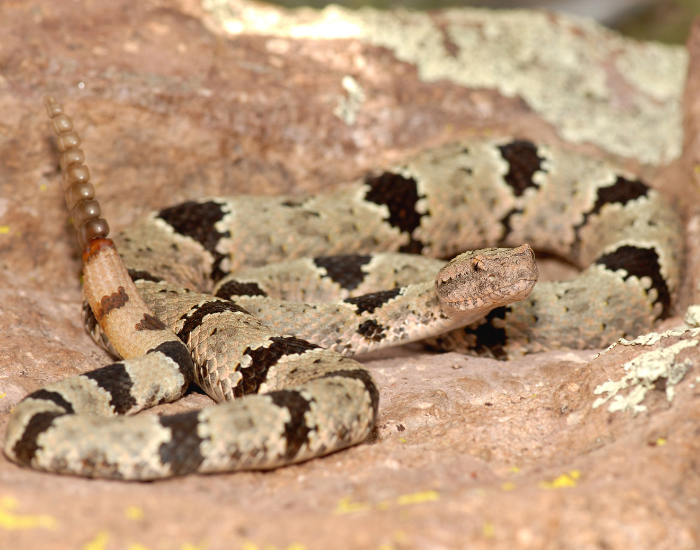 A Rock Rattlesnake loosely coiled on a pinkish-tan stone surface, displaying its light gray scales contrasted by stark, widely spaced dark brown or black horizontal bands and a raised rattle.