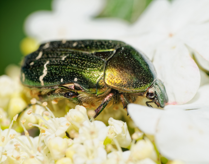 Rose chafer (Cetonia aurata), an iridescent green flower beetle feeding on a blossom