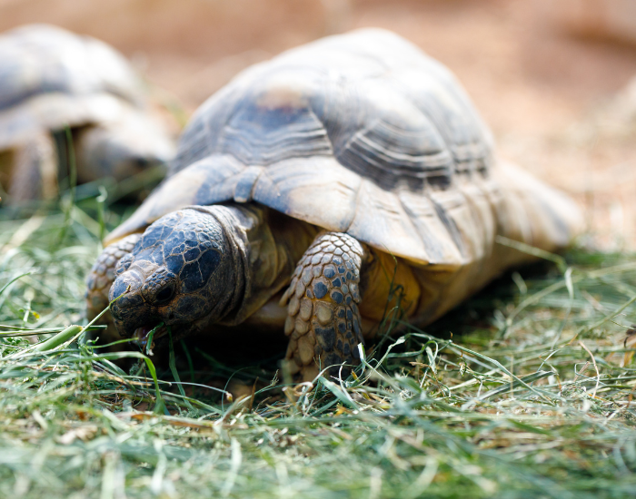 Russian Tortoise close up walking on grass