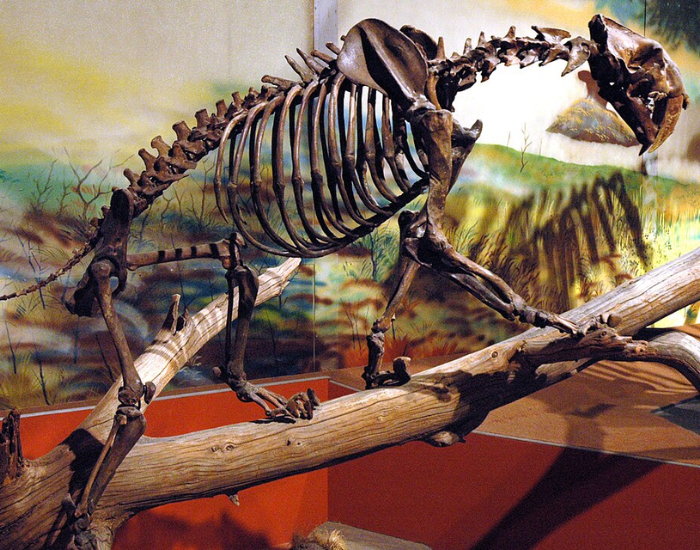 A side-view photograph of a complete, fossilized Smilodon (Saber-Toothed Tiger) skeleton mounted on a large log in a museum exhibition, showcasing its powerful ribcage, spine, and iconic elongated upper canine teeth against a painted prehistoric backdrop.