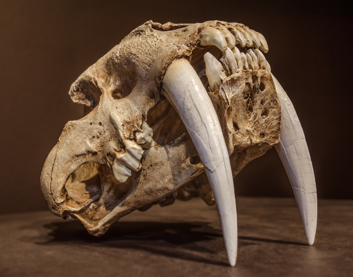 A close-up, dramatic studio photograph of a fossilized Saber-Toothed Tiger skull, highlighting the massive, curved, blade-like upper canine fangs resting on a dark surface against a neutral brown background.