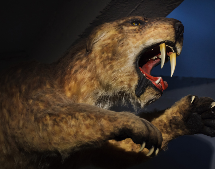 A realistic museum display of a taxidermy-style Saber-Toothed Cat model caught in an aggressive action pose, with its mouth wide open in a roar, exposing its long white fangs and sharp claws.