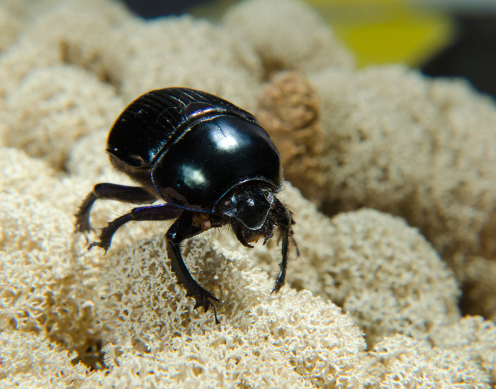 Sacred scarab beetle (Scarabaeus sacer), a black dung beetle rolling a ball of dung across sand