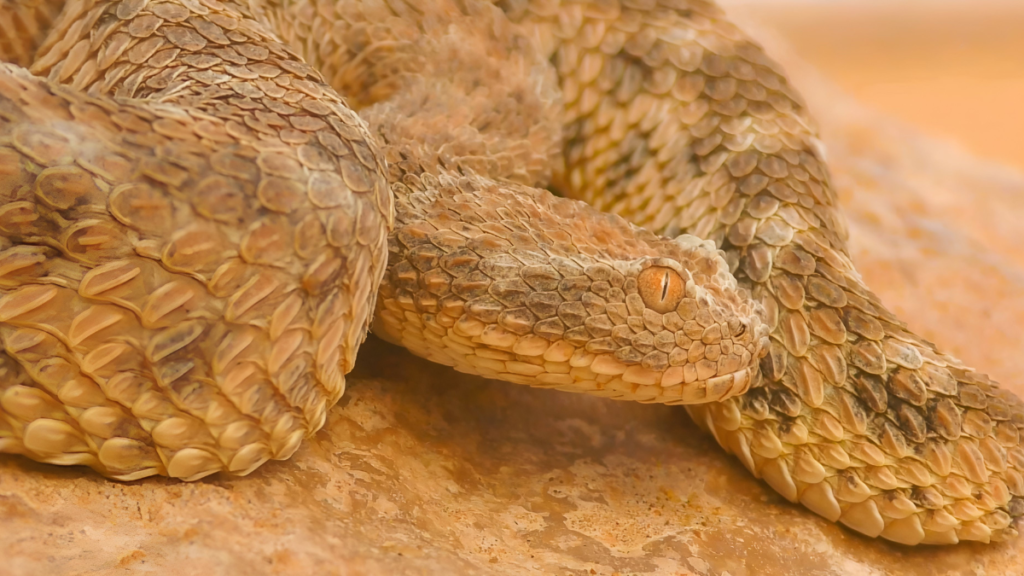close up of a Sahara Sand Viper (Cerastes vipera) buried on sand